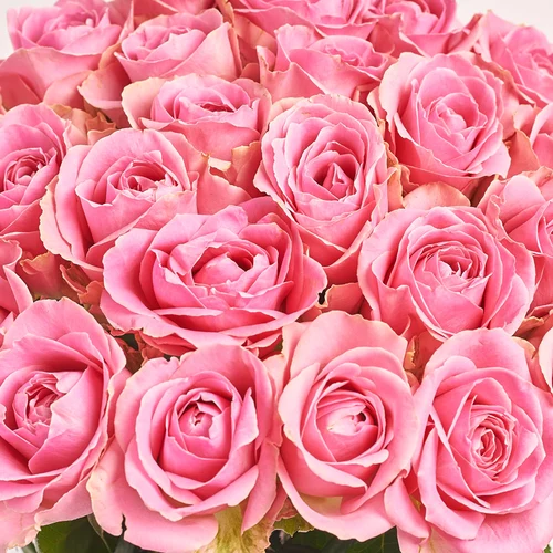 Product image Bouquet of 25 Pink Roses, packaging: White, vendor code: 2964