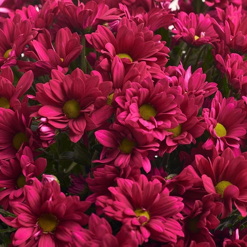 Product image Bouquet of 15 Hot pink Chrysanthemums, packaging: Gray, vendor code: 2968