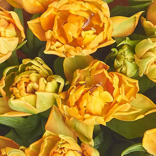 Product image Bouquet of 11 Orange peony tulips, packaging: Gray, vendor code: 2970