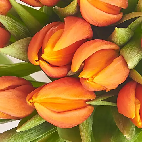 Product image Bouquet of 11 Orange tulips, packaging: Purple, vendor code: 2971