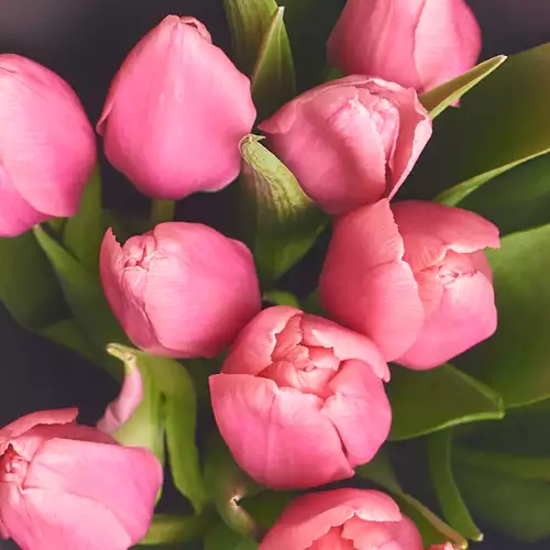 Product image Bouquet of 11 Pink tulips, packaging: 
Graphite, vendor code: 2972