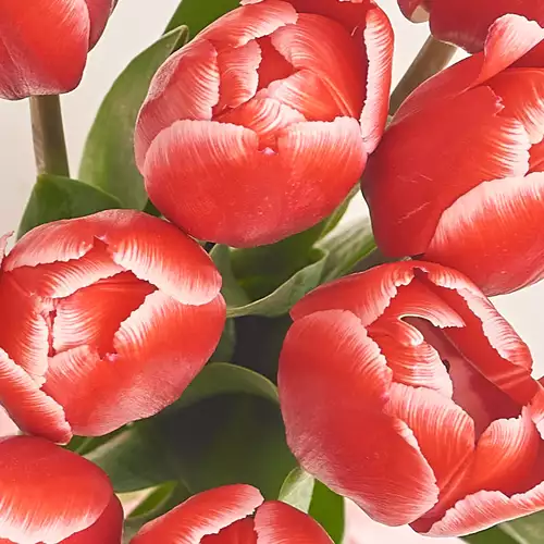 Product image Bouquet of 11 Red-white Tulips, packaging: Green, vendor code: 2973