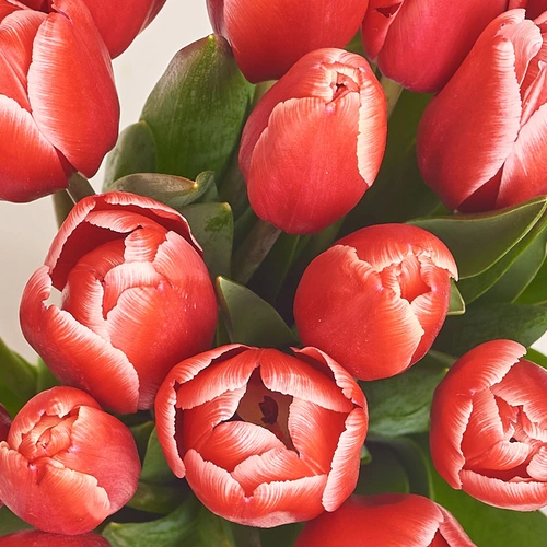 Product image Bouquet of 15 Red-white Tulips, packaging: Red, vendor code: 2974