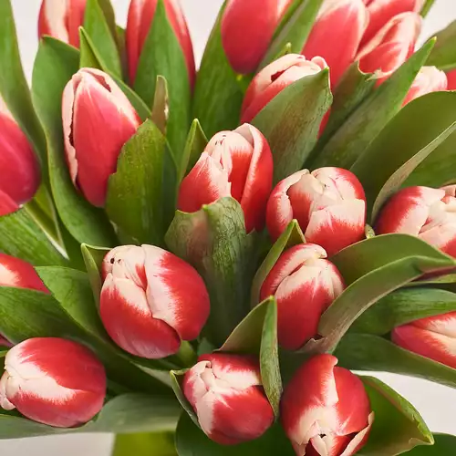 Зображення товару Букет 25 Червоно-білих тюльпанів, пакування: Рожева, артикул: 2975