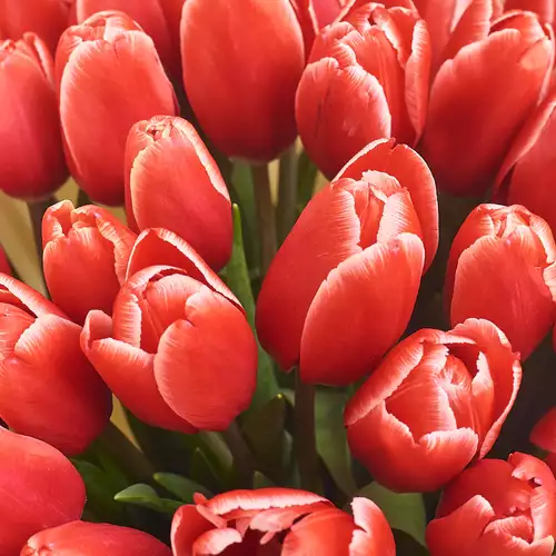 Product image Bouquet of 35 Red-white Tulips, packaging: White, vendor code: 2976