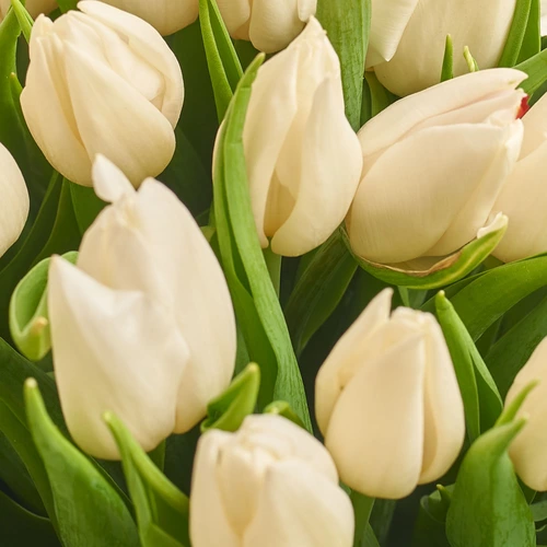 Product image Bouquet of 11 White tulips, packaging: Powder, vendor code: 2977