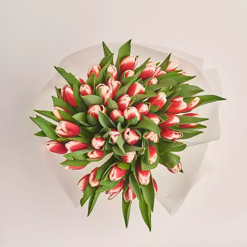 Product image Bouquet of 51 Red-white Tulips, packaging: Transparent, vendor code: 2978