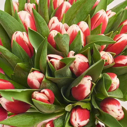 Product image Bouquet of 51 Red-white Tulips, packaging: Transparent, vendor code: 2978