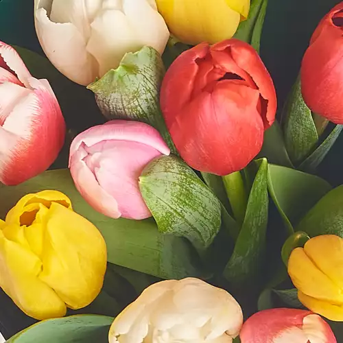 Product image Bouquet of 11 Tulips mix, packaging: White, vendor code: 2979