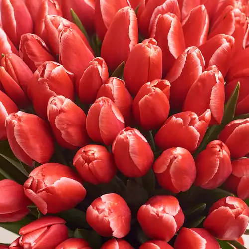 Product image Bouquet of 101 Red-white Tulips, packaging: Transparent, vendor code: 2980