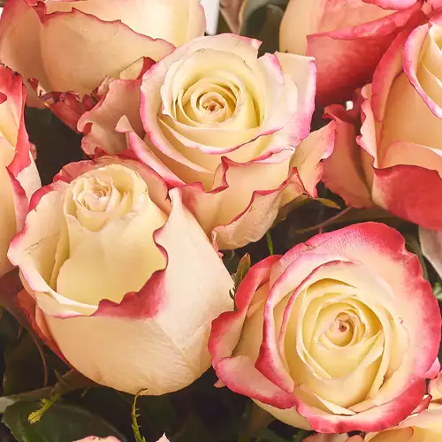 Product image Bouquet of 11 White-pink roses, packaging: Peach, vendor code: 2981