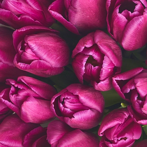 Product image Bouquet of 11 Purple Tulips, packaging: White, vendor code: 2982