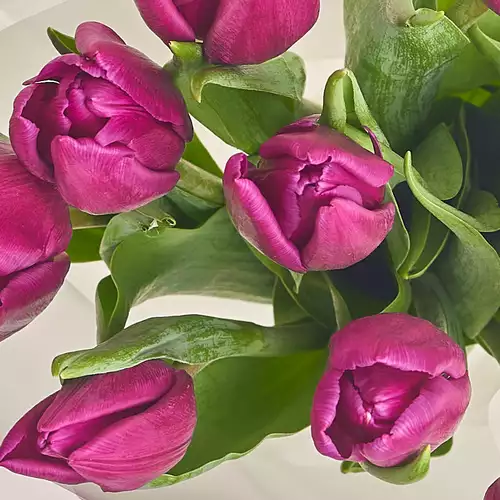 Product image Bouquet of 11 Purple Tulips, packaging: White, vendor code: 2982