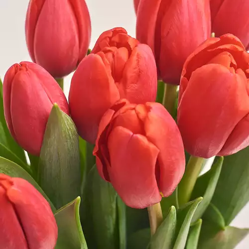 Product image Bouquet of 11 Red Tulips, packaging: Сraft, vendor code: 2984