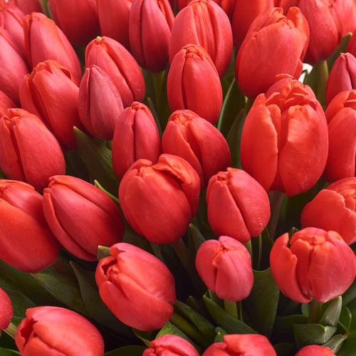 Product image Bouquet of 11 Red Tulips, packaging: Сraft, vendor code: 2984