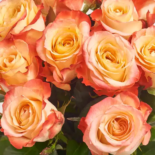 Product image Bouquet of 11 rose Kabaret, packaging: Gray, vendor code: 2985