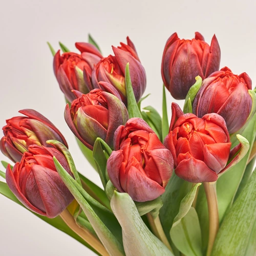 Product image Bouquet of 11 Red peony Tulips, packaging: Kafin rose, vendor code: 2986