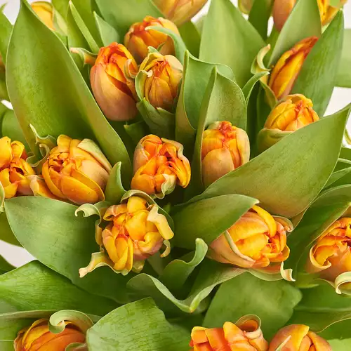 Зображення товару Букет 25 Помаранчевих піоновидних тюльпанів, пакування: Блакитна, артикул: 2989