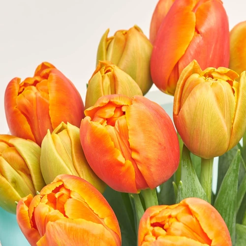 Product image Bouquet of 25 Orange Tulips, packaging: Blue, vendor code: 2989