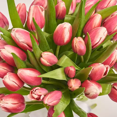 Product image Bouquet of 51 Rose-white Tulips, packaging: Gradiens pink, vendor code: 2990