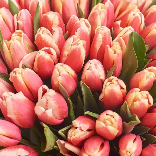 Product image Bouquet of 101 Rose-white Tulips, packaging: Peach, vendor code: 2992