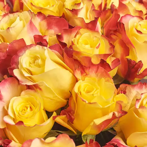 Product image Bouquet 25 Yellow-red roses, packaging: Gray, vendor code: 2996
