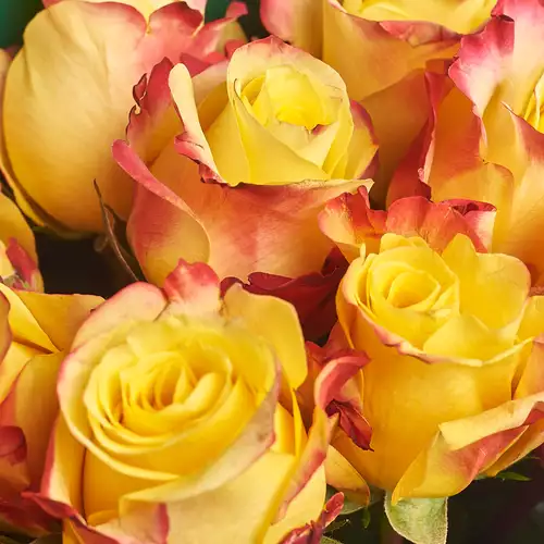 Product image Bouquet 25 Yellow-red roses, packaging: Gray, vendor code: 2996