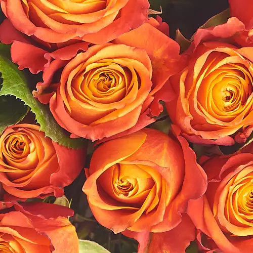 Product image Bouquet of 11 Orange roses, packaging: Transparent, vendor code: 2997