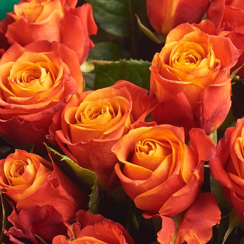 Product image Bouquet of 19 Orange Roses, packaging: Gray, vendor code: 2998