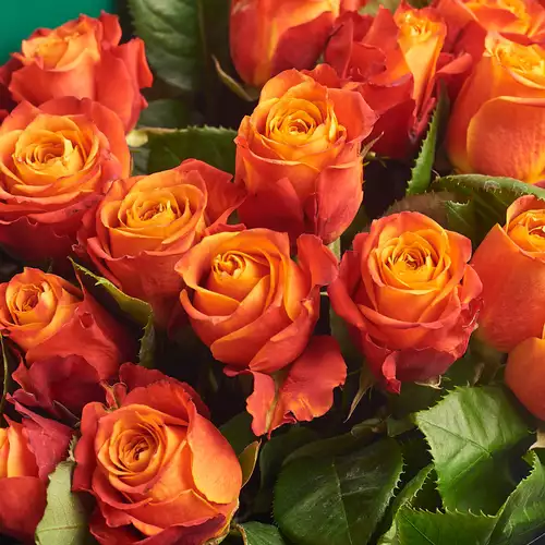 Product image Bouquet of 25 Orange Roses, packaging: Green, vendor code: 2999