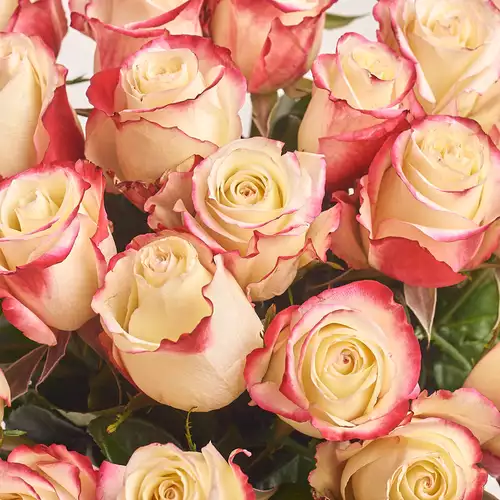 Product image Bouquet of 25 White-rose roses, packaging: Without packaging, vendor code: 3003