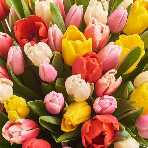 Product image Bouquet of 101 Tulips mix, packaging: Green, vendor code: 3004