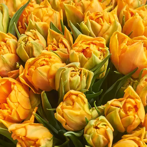 Product image Bouquet 101 Orange peony tulip, packaging: Gray, vendor code: 3006