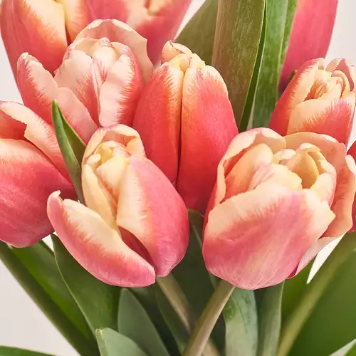 Product image Bouquet of 11 Rose-white Tulips, packaging: Сraft, vendor code: 3007