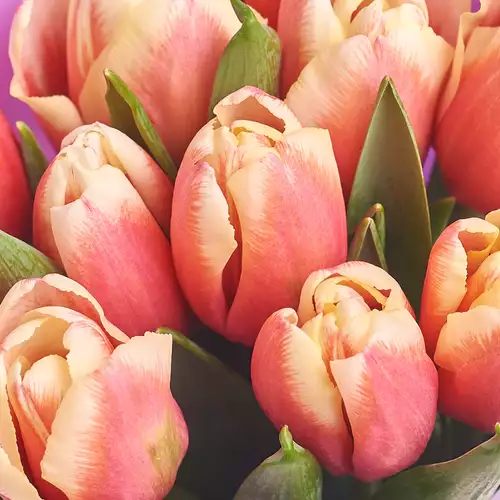 Product image Bouquet of 11 Rose-white Tulips, packaging: Сraft, vendor code: 3007