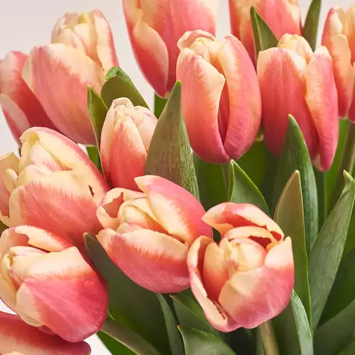 Product image Bouquet of 15 Rose-white Tulips, packaging: Blue, vendor code: 3008