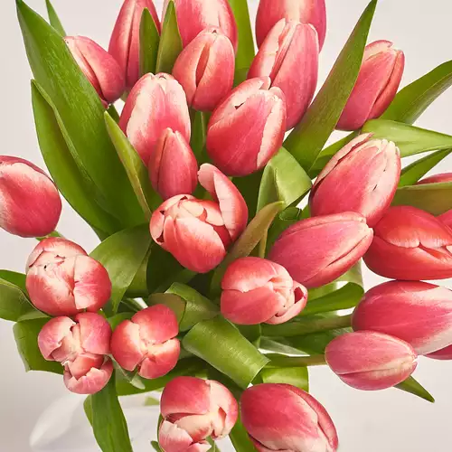 Product image Bouquet of 25 Rose-white tulips, packaging: White, vendor code: 3010