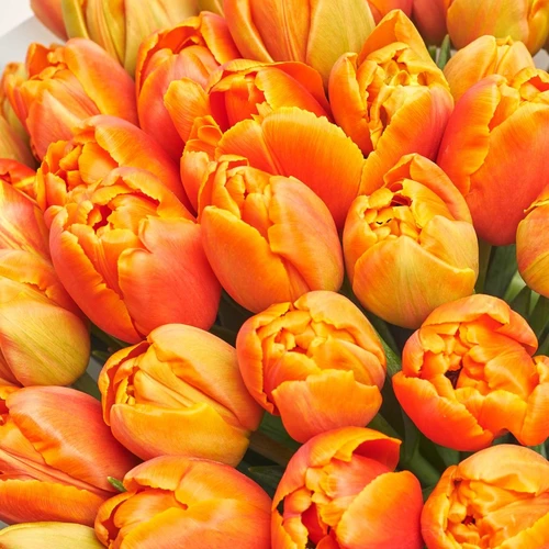 Зображення товару Букет 51 Помаранчевий піоновидний тюльпан, пакування: Сіра, артикул: 3009