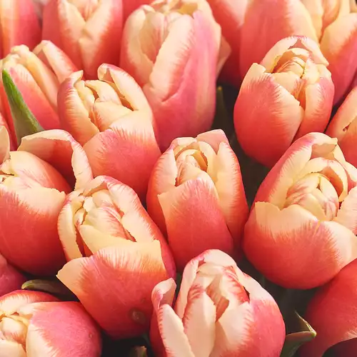 Product image Bouquet of 35 Rose-white tulipa, packaging: Transparent, vendor code: 3011