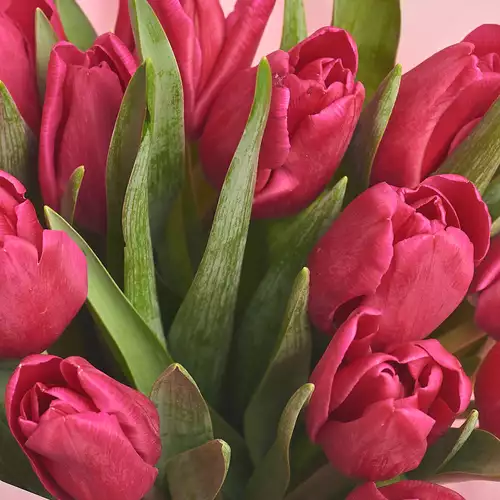 Product image Bouquet of 15 Hot pinkTulips, packaging: Pink, vendor code: 3012