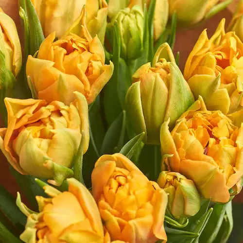 Product image Bouquet 15 Orange peony tulip, packaging: Green, vendor code: 3014