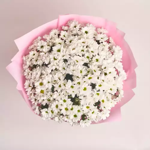 Product image Bouquet of 25 White Chrysanthemums, packaging: Pink, vendor code: 3015