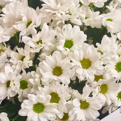 Product image Bouquet of 25 White Chrysanthemums, packaging: 
Graphite, vendor code: 3015