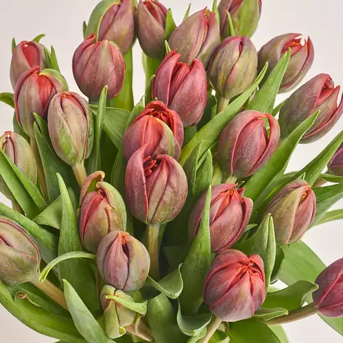 Product image Bouquet 25 Red peony Tulips, packaging: Transparent, vendor code: 3016