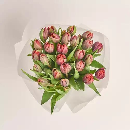 Product image Bouquet 25 Red peony Tulips, packaging: Transparent, vendor code: 3016