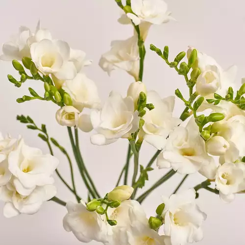 Product image Bouquet of 11 White Freesias, packaging: Powder, vendor code: 3018