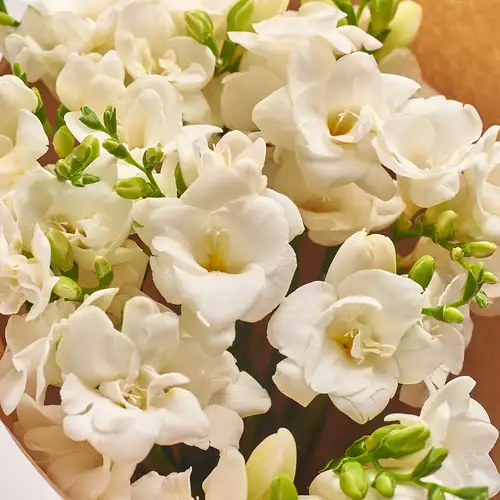 Product image Bouquet of 15 White Freesias, packaging: Blue, vendor code: 3019