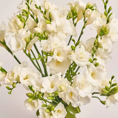 Product image Bouquet of 25 White Freesias, packaging: Gray, vendor code: 3020