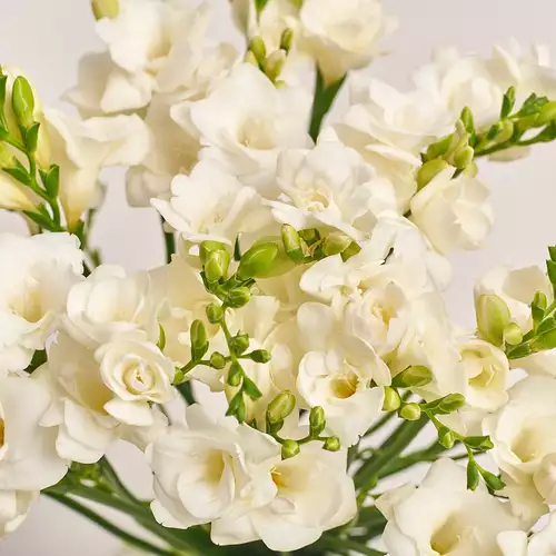 Product image Bouquet of 35 White Freesias, packaging: Coral, vendor code: 3021