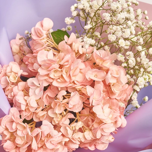 Product image Bouquet 1 Pink Hydrangea and Gypsophila , packaging: Gradiens violet, vendor code: 3023